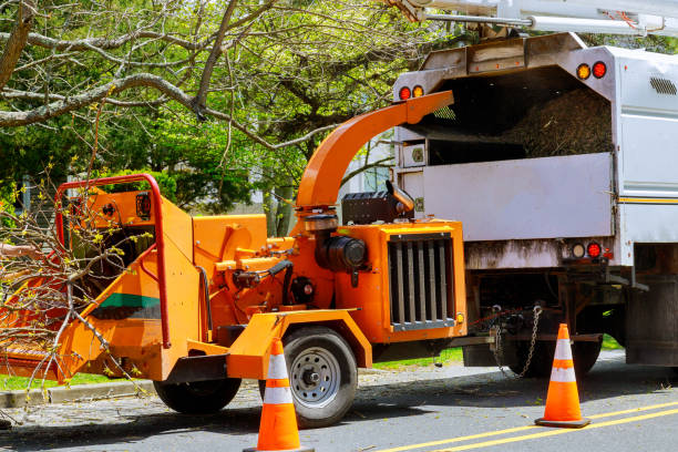 Dead Tree Removal in North Miami, FL